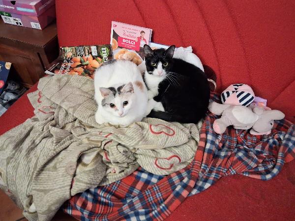 Adozione per Stella e Duchessa, due gattine inseparabili Foto 2